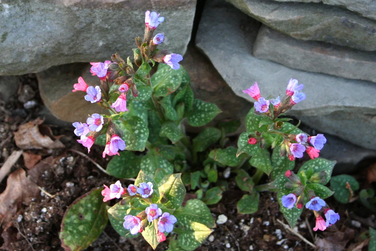 LIFE'S AN ITCH NO MORE SNEEZING & WHEEZING* Respiratory, Allergy & Tracheal Support*