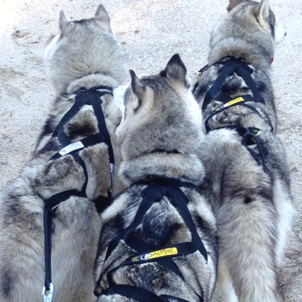 Ready-To-Go!  X-Back Harness - Standard Sizes