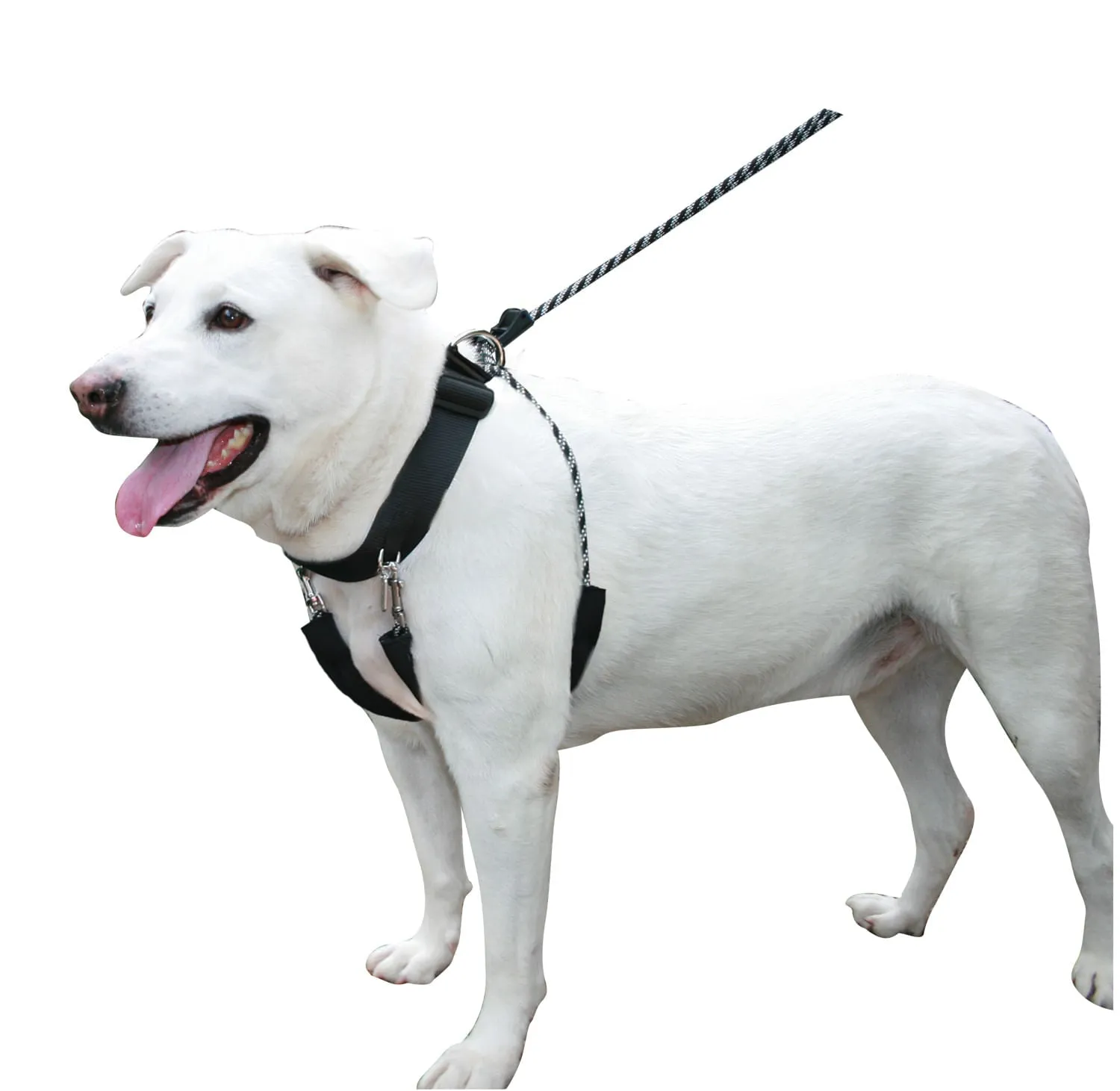 Sporn Big Dog Halter, Black