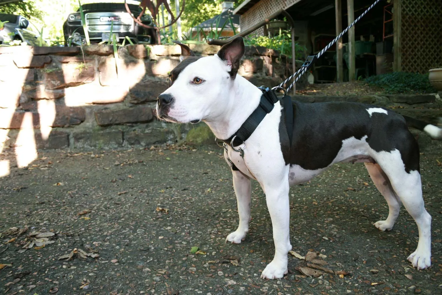 Sporn Big Dog Halter, Black