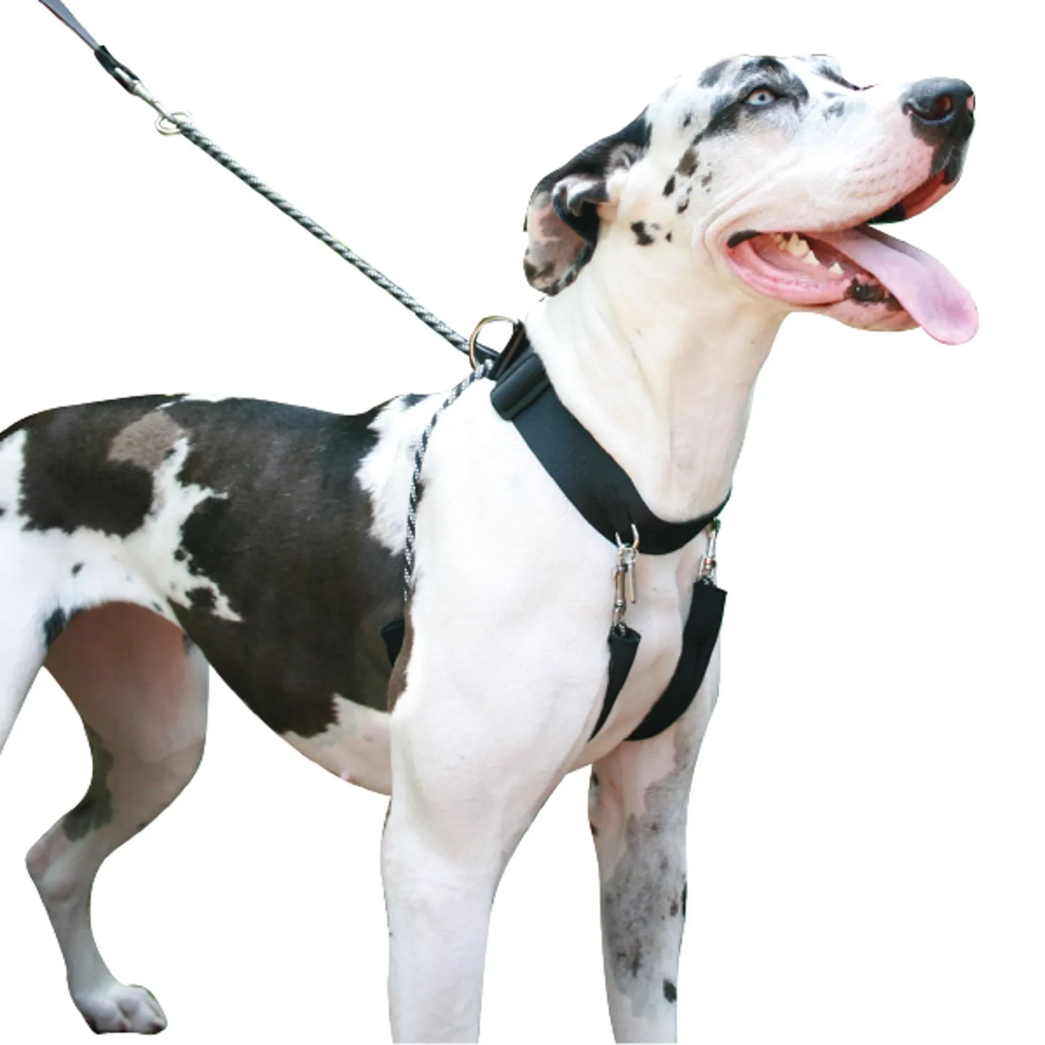 Sporn Big Dog Halter, Black