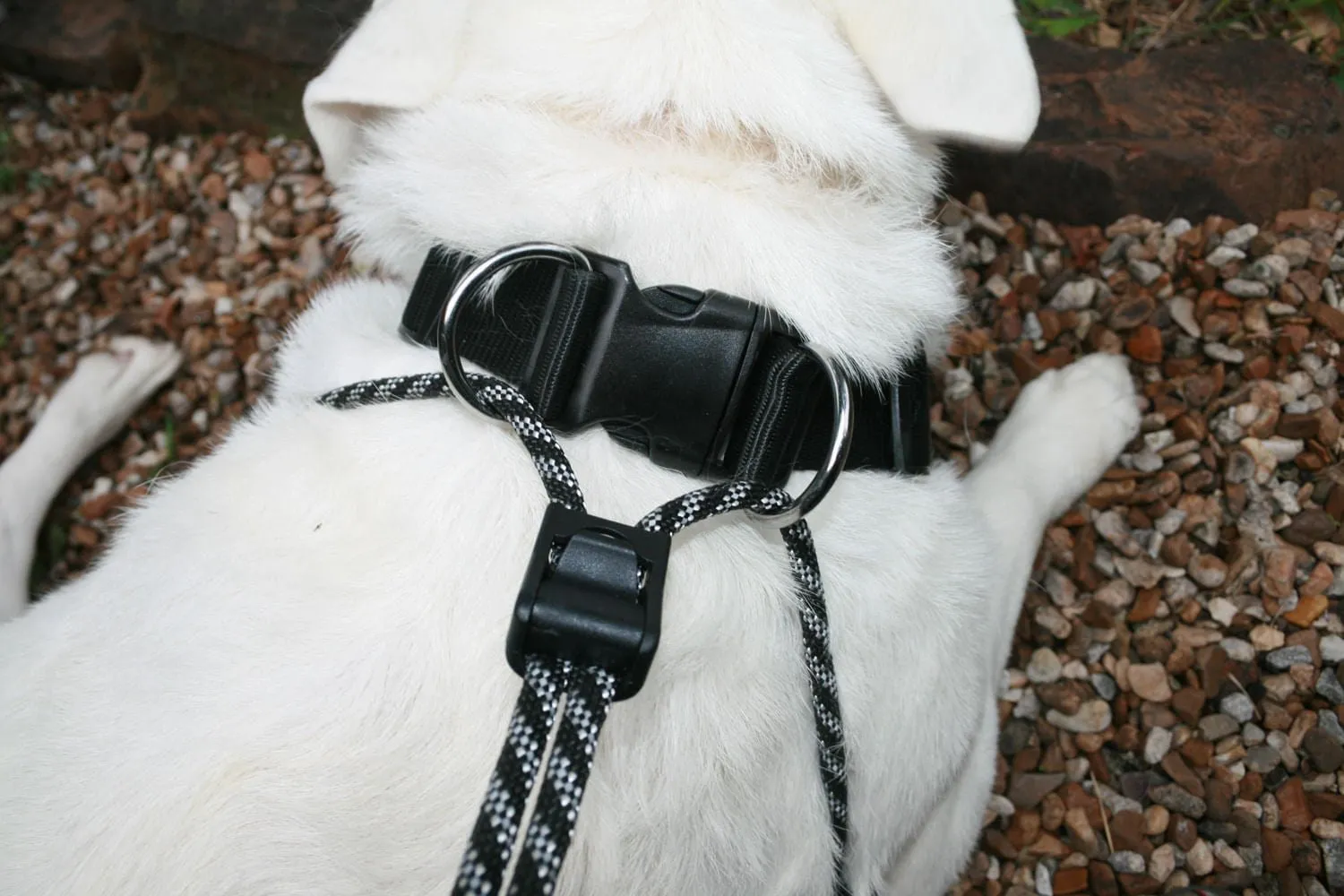 Sporn Big Dog Halter, Black