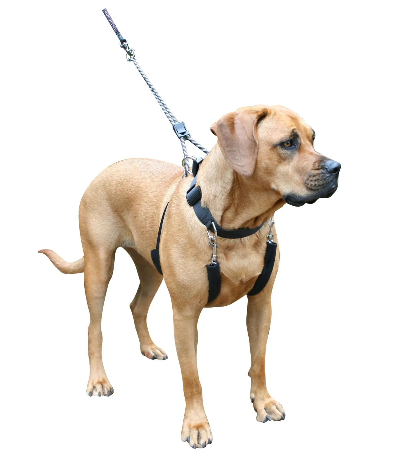 Sporn Big Dog Halter, Black