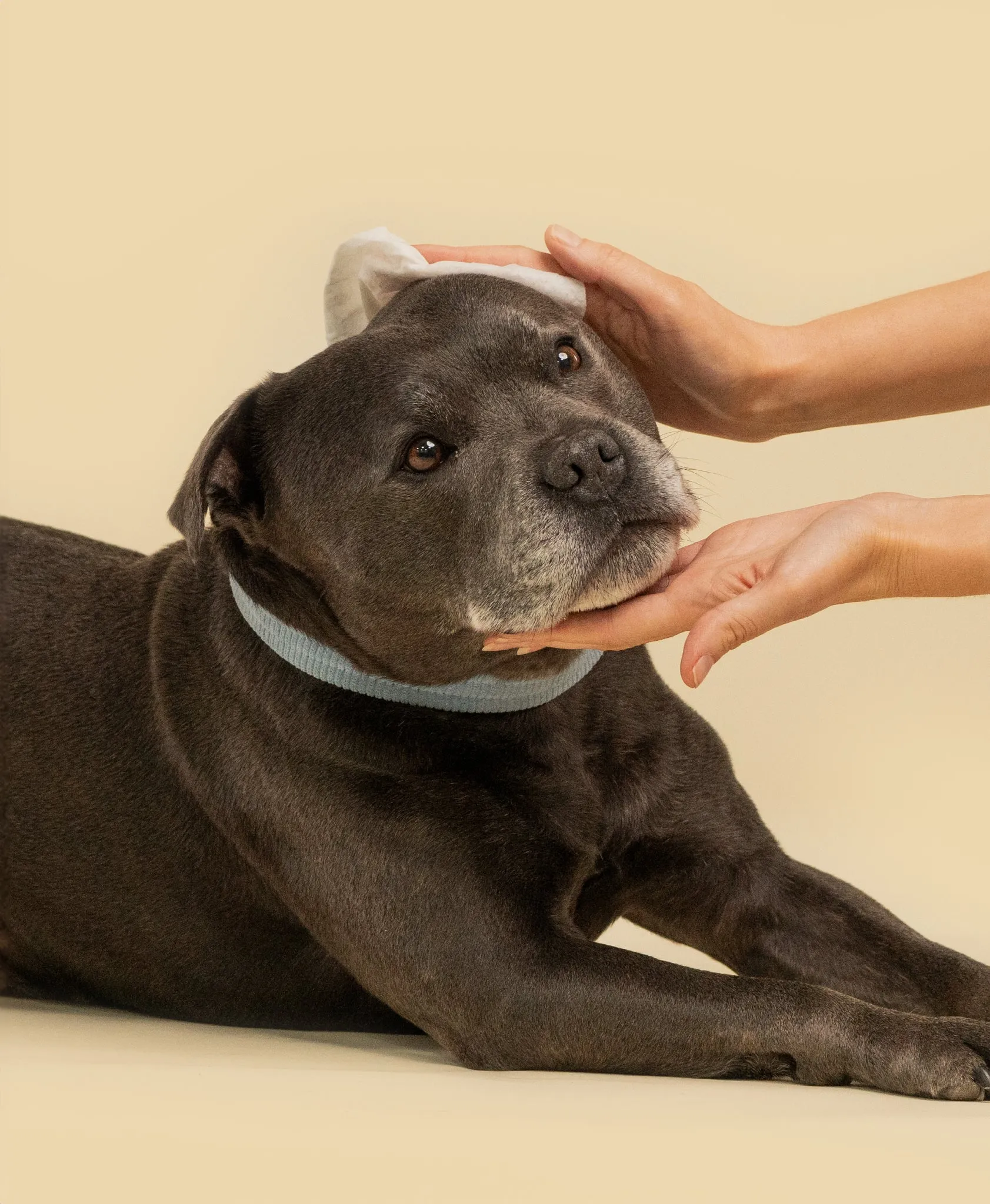 Squeaky Pet Probiotic Pet Ear Wipes 20pk