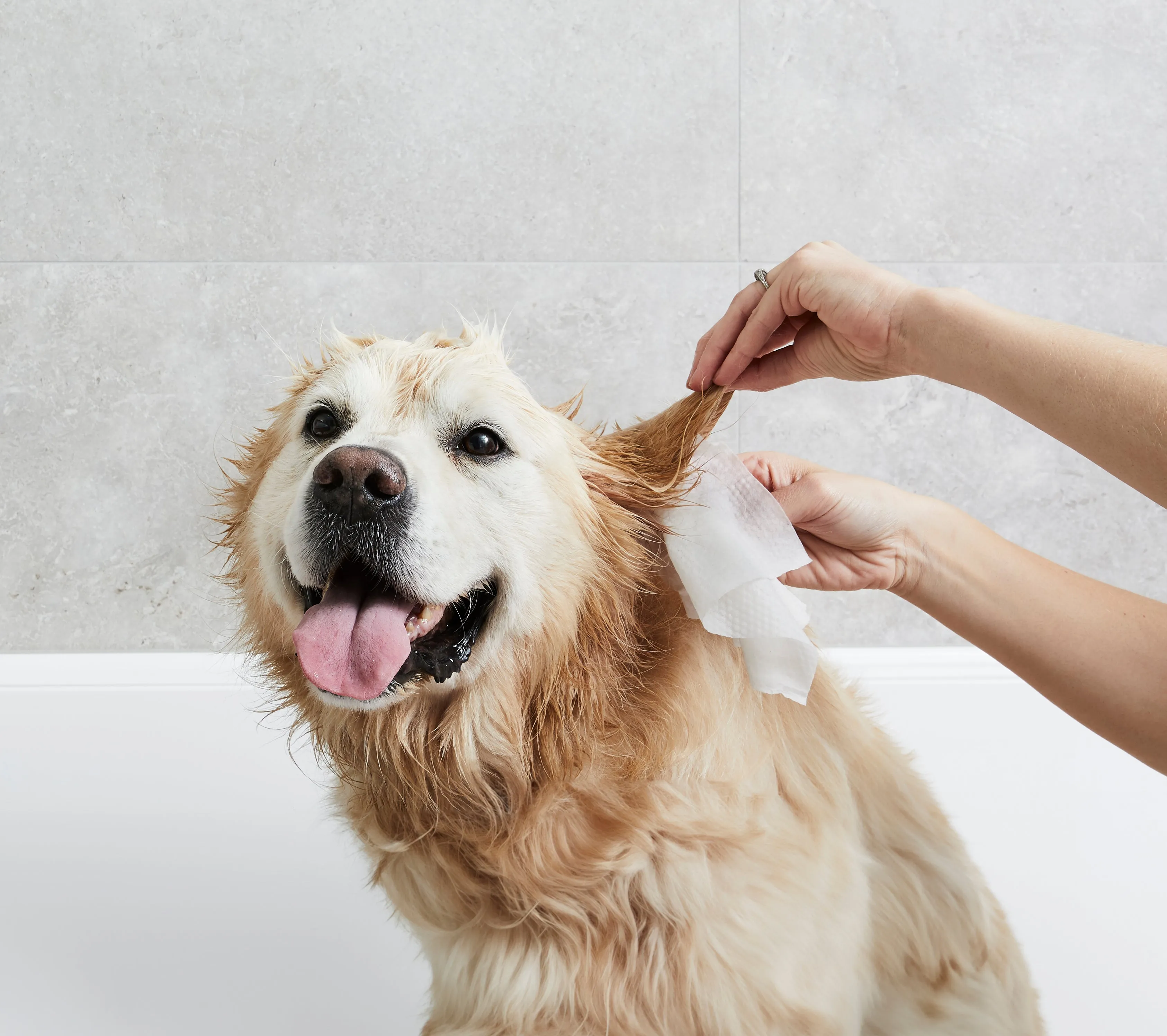 Squeaky Pet Probiotic Pet Ear Wipes 20pk